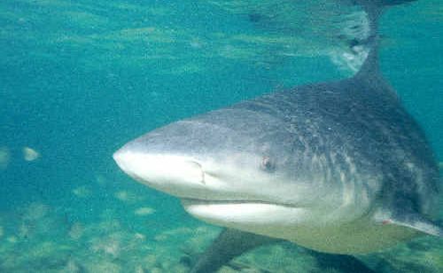 A snorkeller is warning beach goers at Minnie Water of a shark encounter he recently experienced there. A snorkeller is warning beach goers at Minnie Water of a shark encounter he recently experienced there.